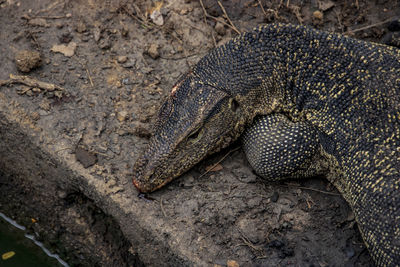 Close-up of lizard on rock