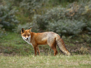 Portrait of giraffe on field