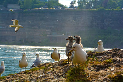 Swans by lake