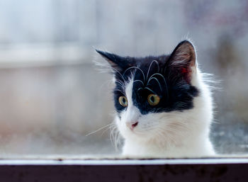 Close-up portrait of a cat