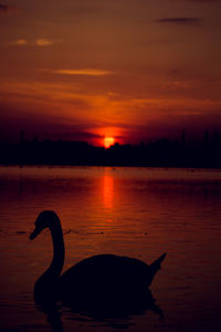 Silhouette swan swimming on lake against orange sky