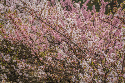 Low angle view of pink flowering tree