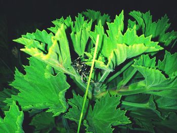 Close-up of fresh green plants