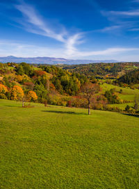 Trees on field during autumn