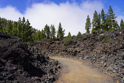 Panoramic shot of trees on land against sky