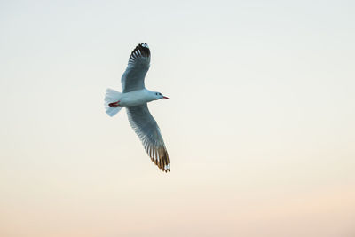 Low angle view of seagull flying in sky