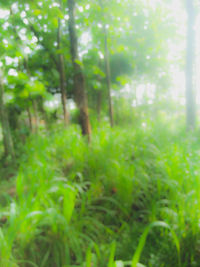 Close-up of plants in forest