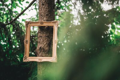 Low angle view of hanging from tree trunk in forest