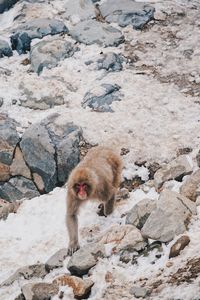 Monkey on rock