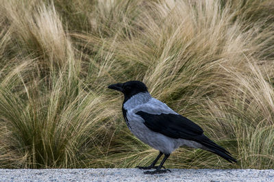 Close-up of bird perching on grass