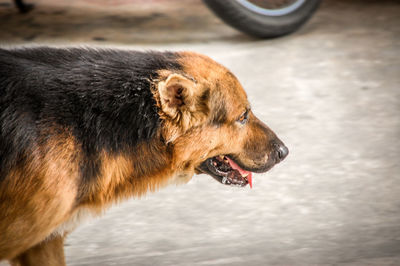 Dog looking away