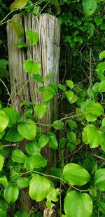 Close-up of ivy growing on tree trunk in forest