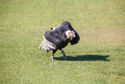 Vulture on over grassy field