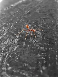 Close-up of spider