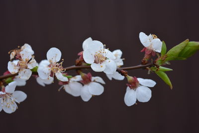 Close-up of white cherry blossoms in spring