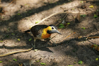 Close-up of bird