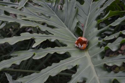 Close-up of insect on plant