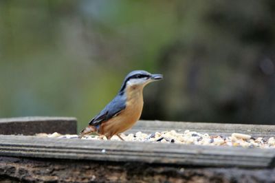 Close-up of bird perching outdoors