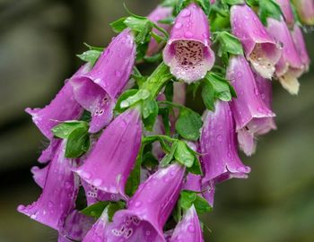 Close-up of water drops on pink flowering plant