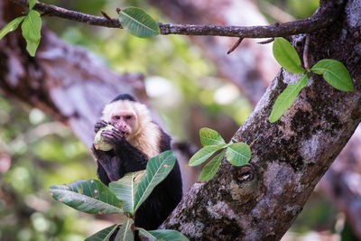 Portrait of monkey eating fruit while sitting on tree in forest