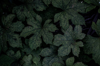 Full frame shot of fresh green leaves