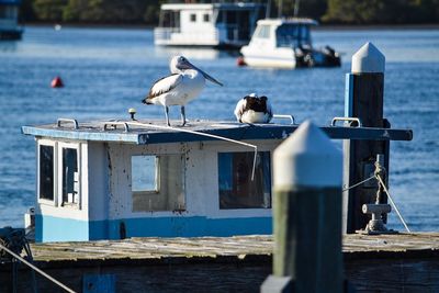 Bird perching on wooden post