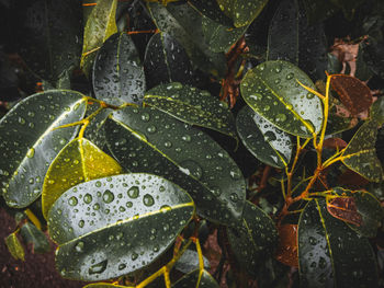 Close-up of wet plant leaves during rainy season