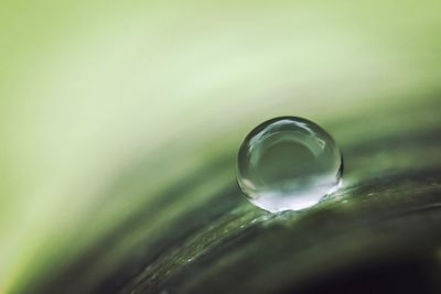 Close-up of water drop on leaf