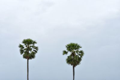 Low angle view of coconut palm tree against sky