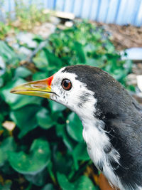 Close-up of a bird