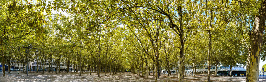 Trees against sky