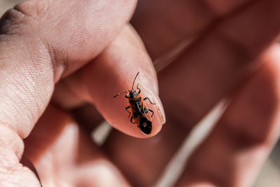 Close-up of insect on hand