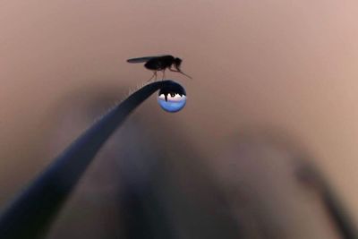 Low angle view of bird flying against sky