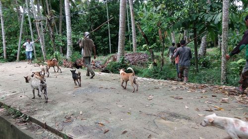 Rear view of people walking in forest