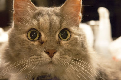 Close-up portrait of cat