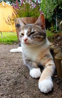 Close-up of a cat looking away