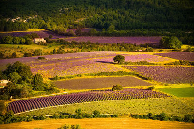 High angle view of agricultural field