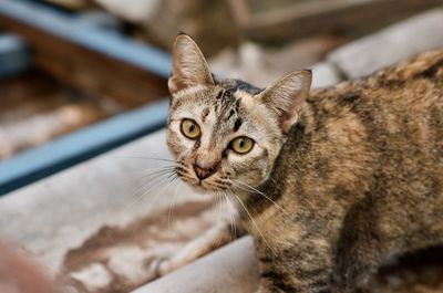 Close-up portrait of a cat