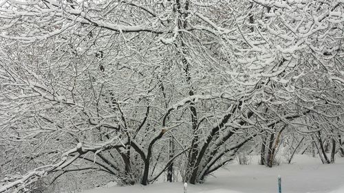 Snow covered bare trees on land