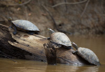 Closeup portrait of group of yellow-spotted river turtle podocnemis unifilis sitting, bolivia.