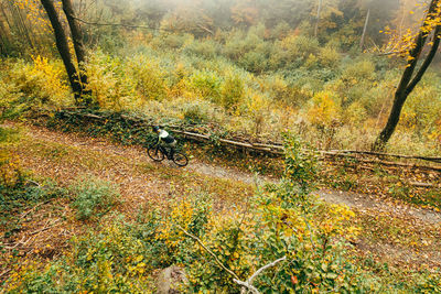 High angle view of trees in forest