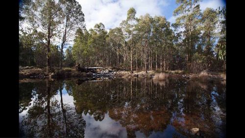 Reflection of trees in water