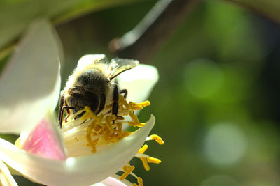 Close-up of bee pollinating on flower