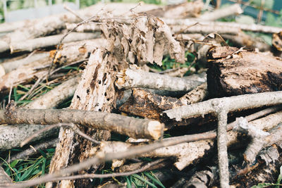 Close-up of logs on field in forest