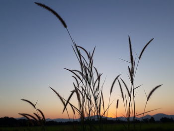 Close-up of stalks in field against sunset sky