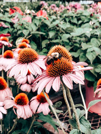 Close-up of pink flowering plants with bee