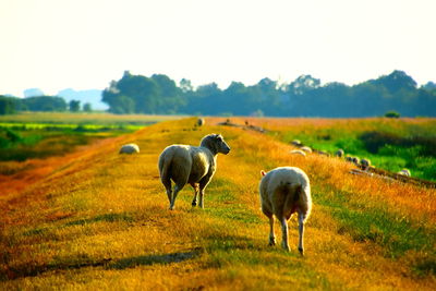 Sheep grazing in a field on an old dike