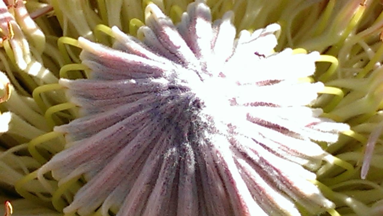 flower, freshness, close-up, petal, full frame, flower head, backgrounds, fragility, growth, beauty in nature, nature, no people, purple, multi colored, outdoors, day, yellow, plant, high angle view, detail