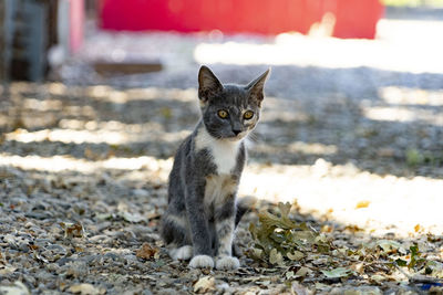 Portrait of cat sitting on land