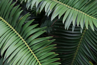 Full frame close-up of green leaves
